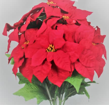 Poinsettia red x9 weather resi