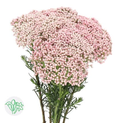Riceflower Blush holex