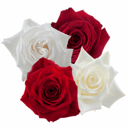 Rose Asst. Red and White (100c