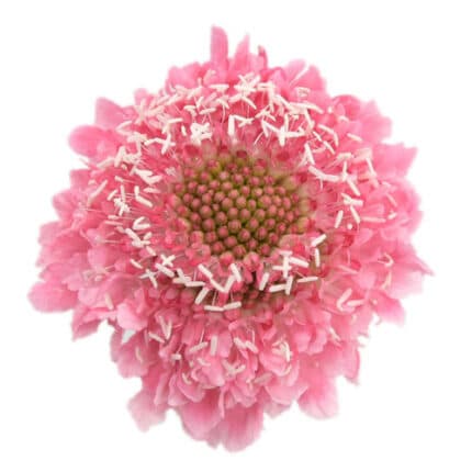 Scabiosa Pink fresca