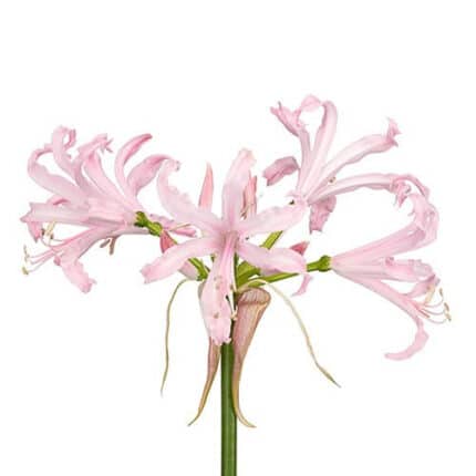 Nerine Pink holex