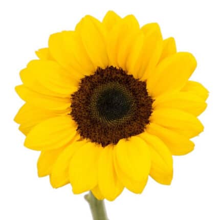 Sunflowers Brown Eye esmer(10st)