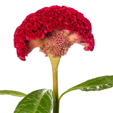 Coxcomb Red holl