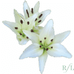 Lily La White canada - Image 2