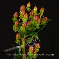 Hypericum ex flair esm supx