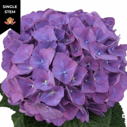 Hydrangea Rodeo Purple chile (stem)