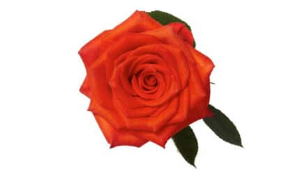 Rose Santana 50cm rfi -