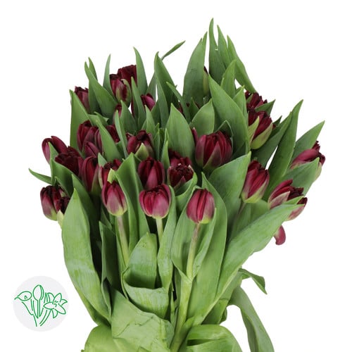 c292918a-3def-4f39-8819-0ee98f65d5d7.jpg Tulip Dbl Dark Soul holl - Image 1