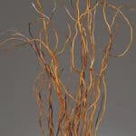 Rose Frutteto 50cm sunrite - Image 2