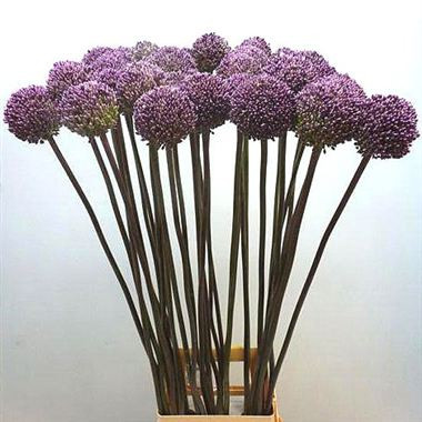 Allium SummerDrummer holl