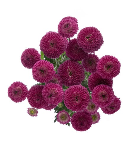 Pom Button Purpetta SOLE