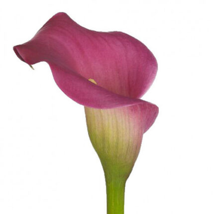Calla Cherry Kiss holl