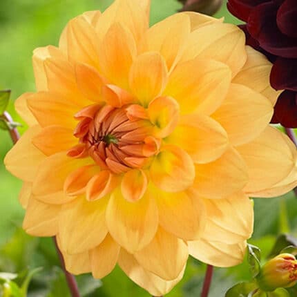 Dahlia Gold camflor