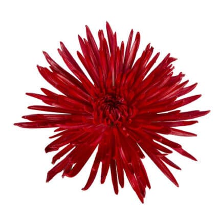Mum Delistar Burgundy gdns