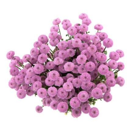 Pom Button Pink trilogy