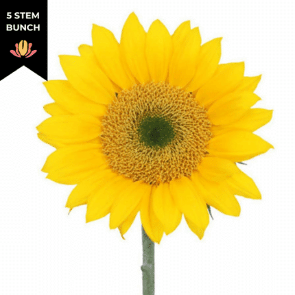 Sunflower Gold Supx(5st) GreenEye