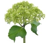 Hydrange MiniGreen ife(STEM)