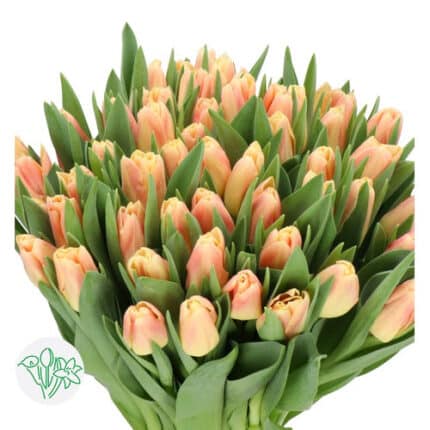 Tulip Dbl Pink Yellow holl