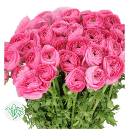 Ranunculus Cloni Tolosa holl