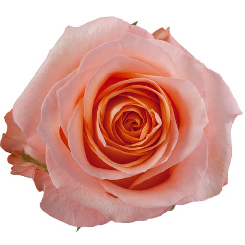 c2fbe67f-92fc-4222-897f-b6f3a0762567.jpg Rose Coral Reef 40cm rfi - Image 1