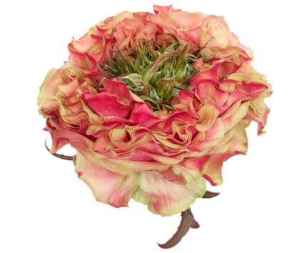 Rose Splash Eye hosa (6st)
