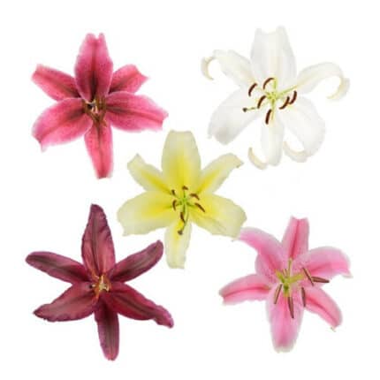 Lily Oriental Asst(5case)holex