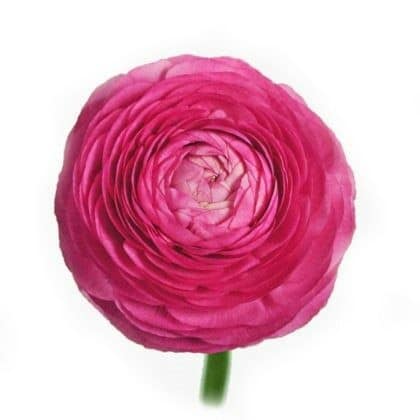 Ranunculus Hot Pk allure