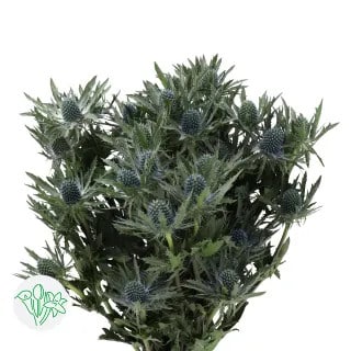 Eryngium Sirius Questar holl g