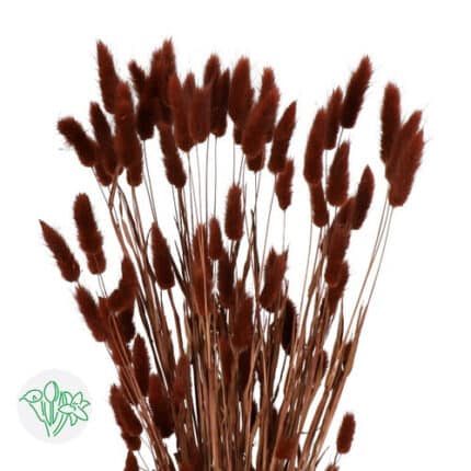 Dried Lagurus Brown holl