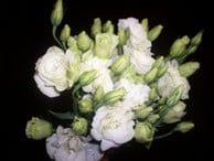 LISSY s.s. dbl wht 70cm