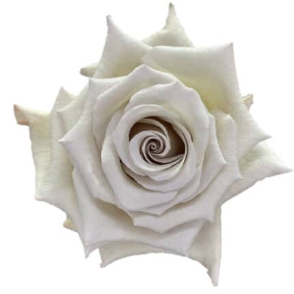 Rose Silver Sand 60cm florecal