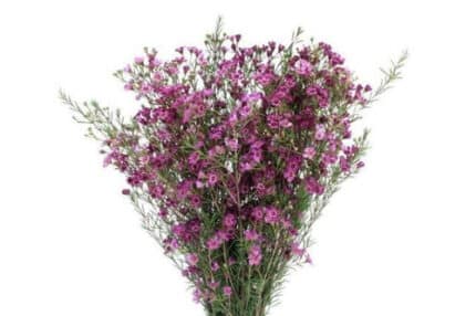 Waxflower Purple misty