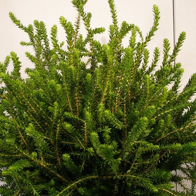 Honey Myrtle mellano