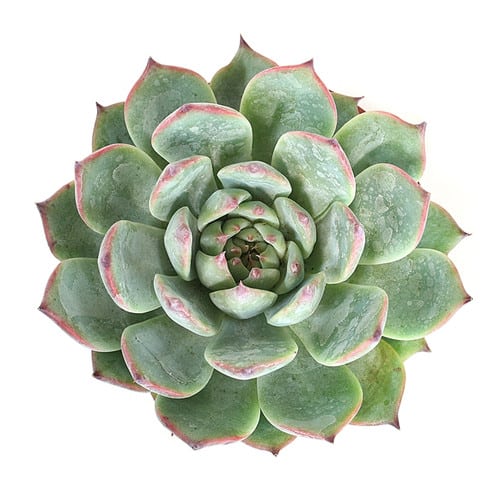 c36a52f6-2c10-4a0c-be38-b806be4bb42a.jpg Succelents Colorata Ice holl(S - Image 1