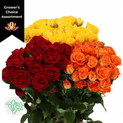 RoseSpray Asst Fall (x 10 pack) holl
