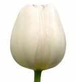 Tulip Creme White v.d.