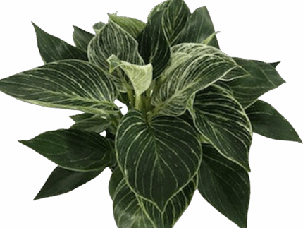 6" Philodendron Birkin