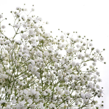 Baby'sBreath Mirabella(13case)
