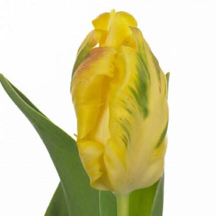 Tulip Parrot YellowWing holl