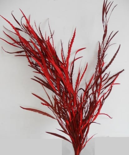 Grevellia Red aviv