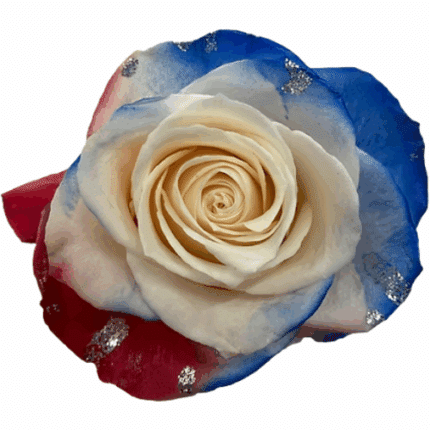 Rose Uncle Sam 60cm florecal