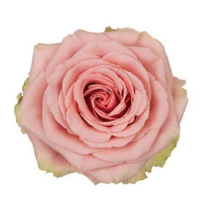 Rose Geraldine 40cm florecal