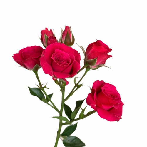 c396b2f7-8e3c-442c-bc52-9c3f194fbdf8.jpg RoseSpray HotPink rfi - Image 1