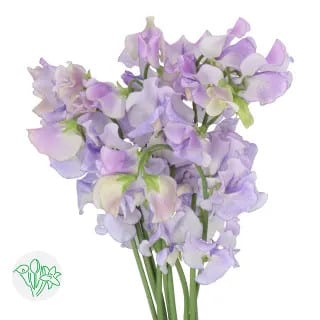Sweet Pea Angel Blue holex - SW PEA  ANGE BLUE