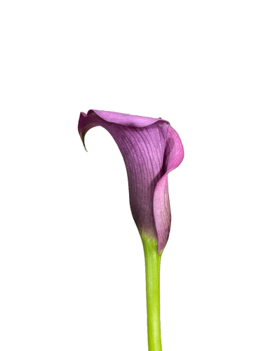 Callas Plum Purple holl