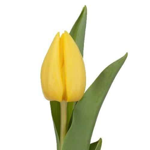 c3a79be6-7b19-42cc-b08d-5bf647678bfb.jpg Tulip DMaster Yellow holl - Image 1
