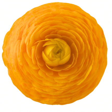 Ranunculus Yellow tessa - RAN YEL TESSA