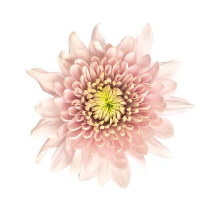 Mum Cremon Romancero Peach gdns