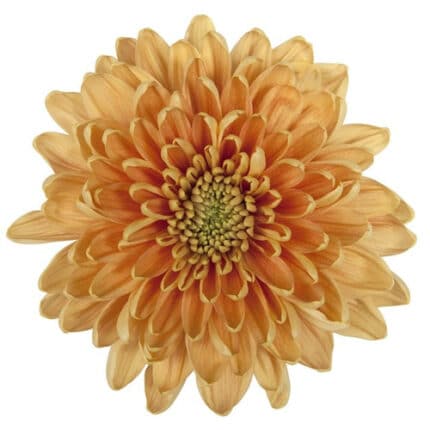 Mum Cremon Rossano Org florisol