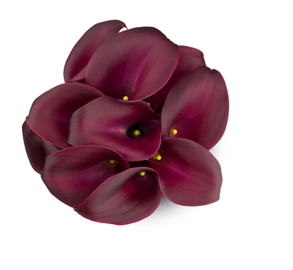 Callas Burgundy sande